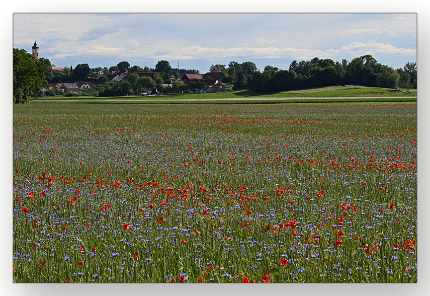 Puch bei Fürstenfeldbruck - Korn und Mohnblumen