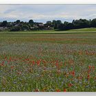 Puch bei Fürstenfeldbruck - Korn und Mohnblumen