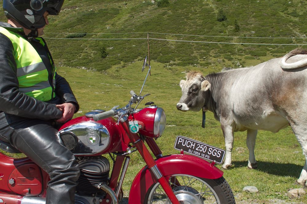 Puch und Kuh von Willem Laros 