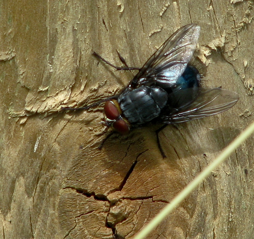 Puck - die Fliege