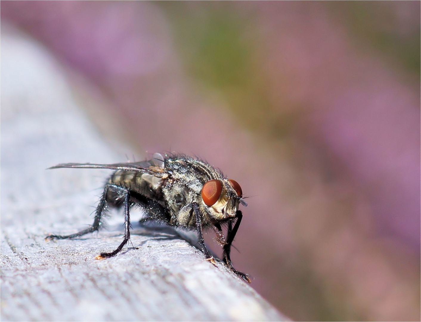 Puck, die Heidefliege