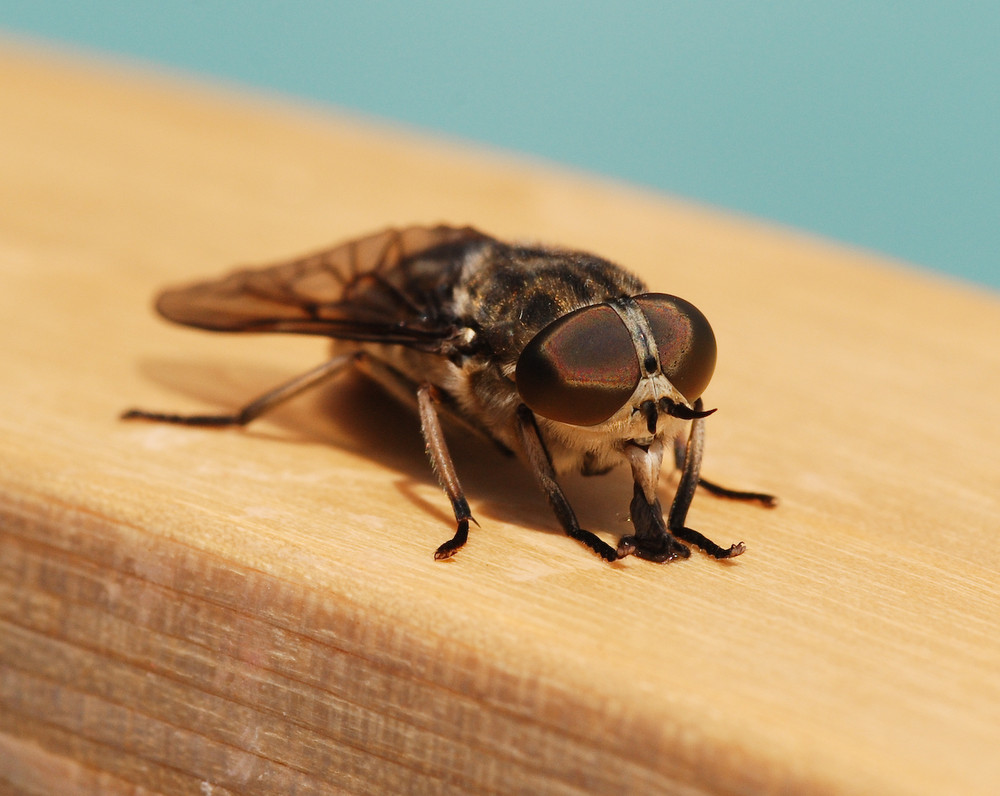 Puck die Stubenfliege Foto &amp; Bild tiere, wildlife, insekten Bilder