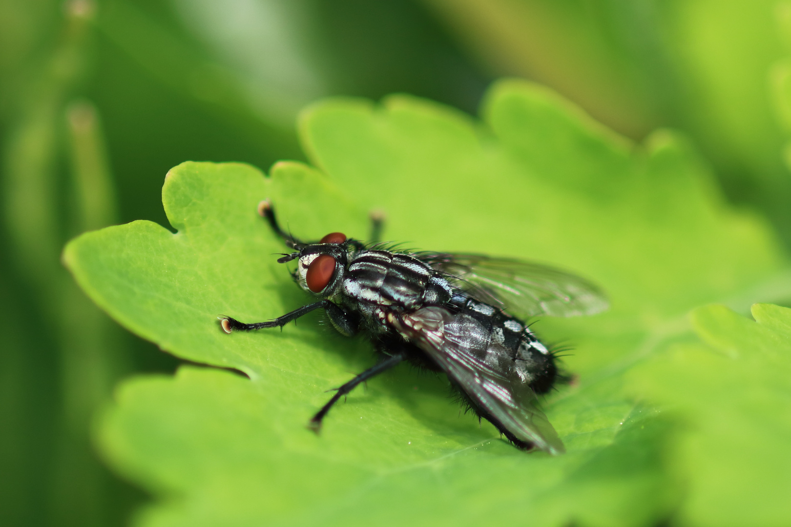 Puck die Stubenfliege Foto &amp; Bild spezial, makro, natur Bilder auf