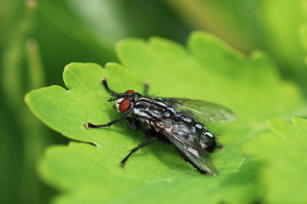 Puck die Stubenfliege Foto &amp; Bild spezial, makro, natur Bilder auf