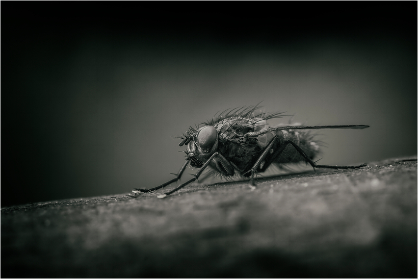 Puck die Stubenfliege Foto &amp; Bild fotokunst, monochrome fine art