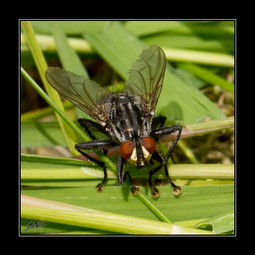 Puck Die Stubenfliege Bilder