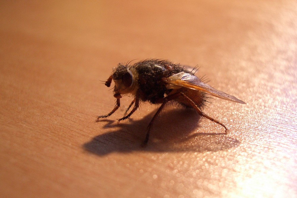 Puck Die Stubenfliege Bilder
