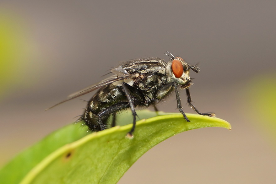 Puck Die Stubenfliege Foto &amp; Bild tiere, wildlife, insekten Bilder