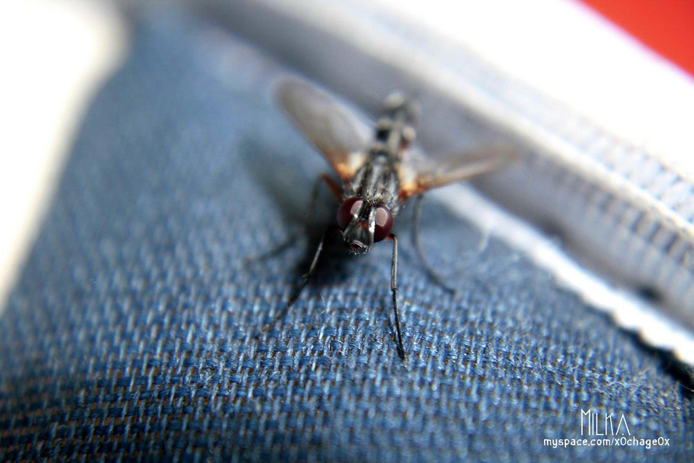 Puck die Stubenfliege Foto & Bild | tiere, wildlife, insekten Bilder ...