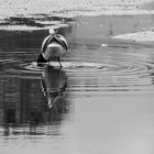 Puddle Drink