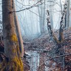 Puddle in the woods