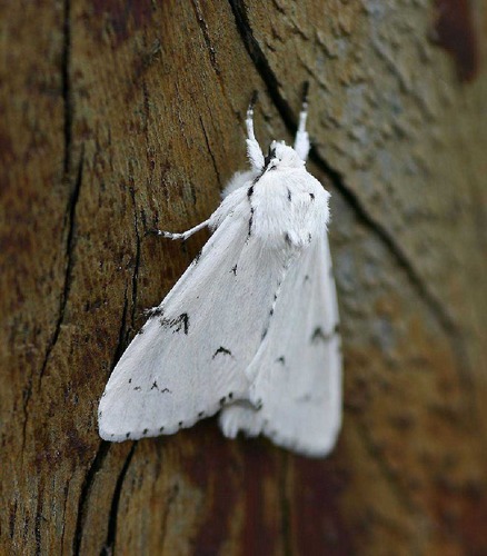 Pudel - Acronicta leporina