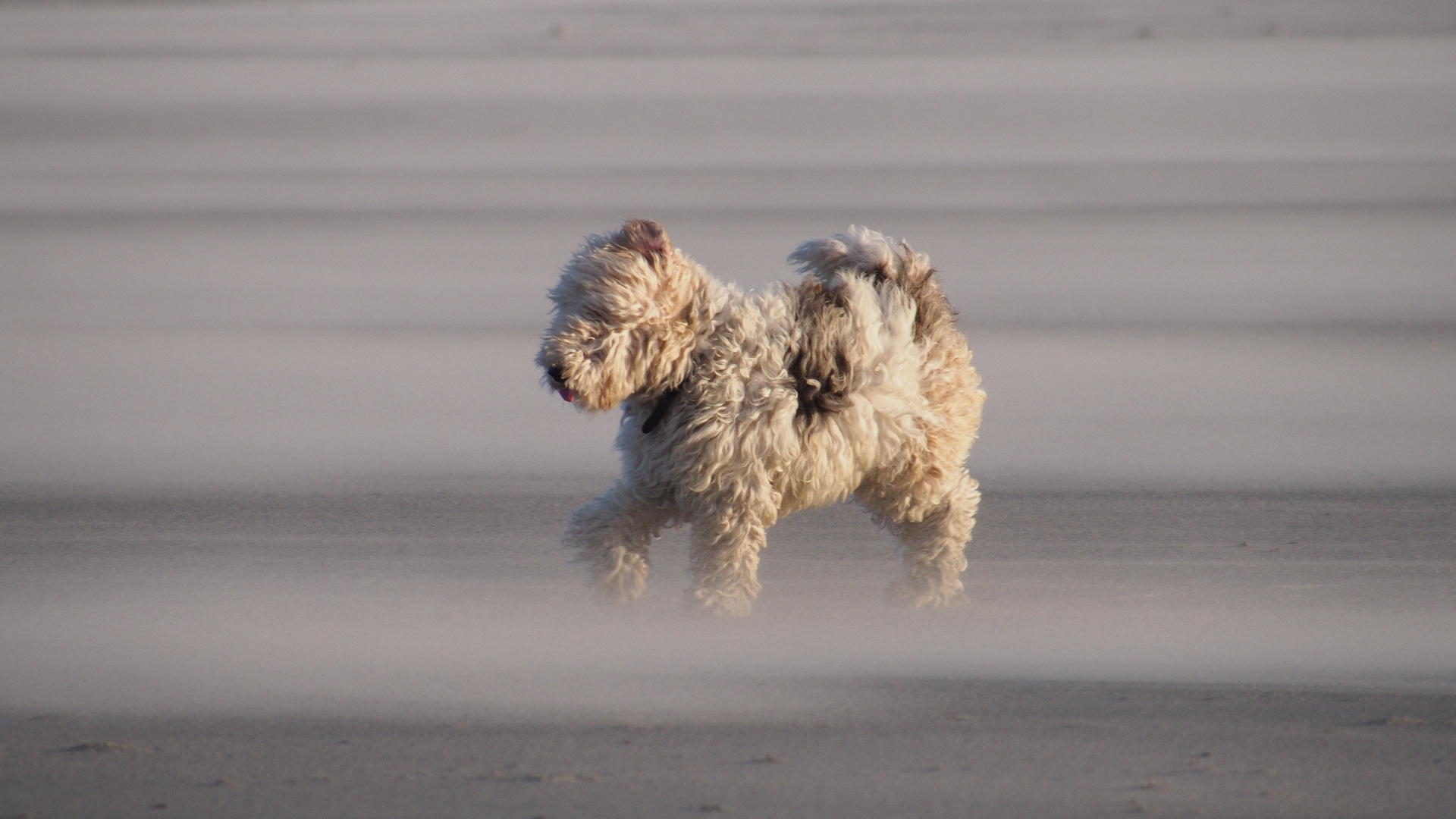 Pudel am Nordseestrand 