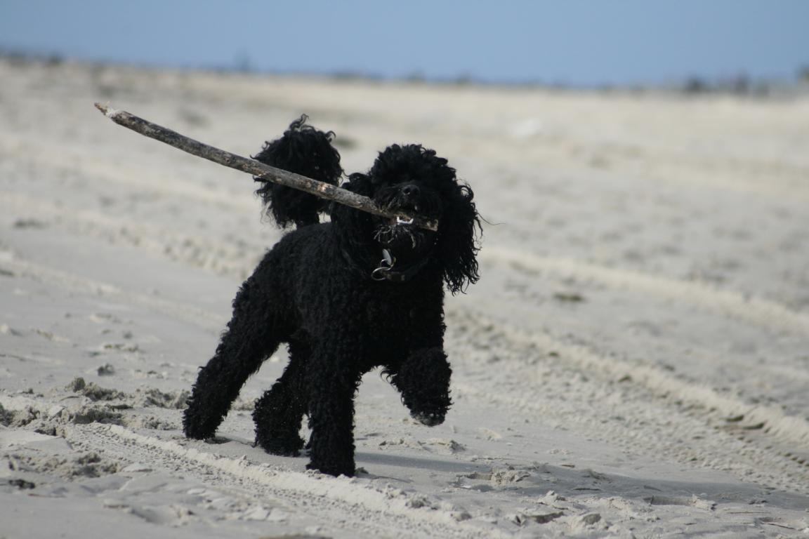 Pudel am Strand