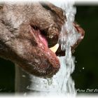 Pudel beim Wassertrinken