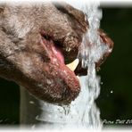 Pudel beim Wassertrinken