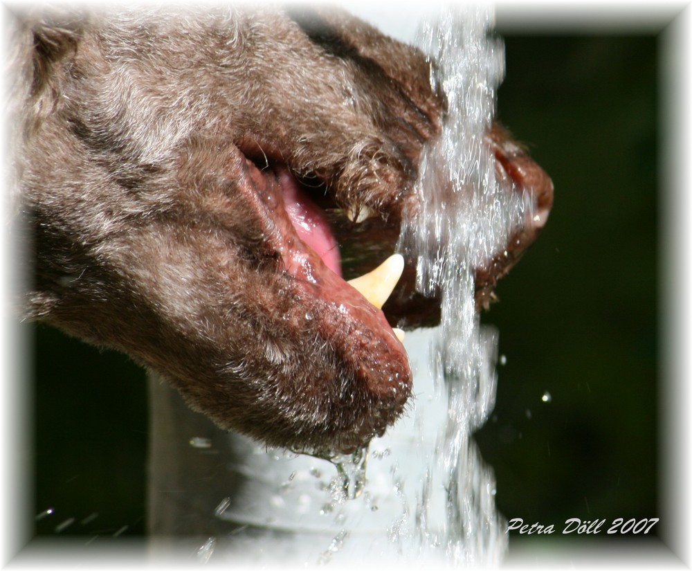 Pudel beim Wassertrinken