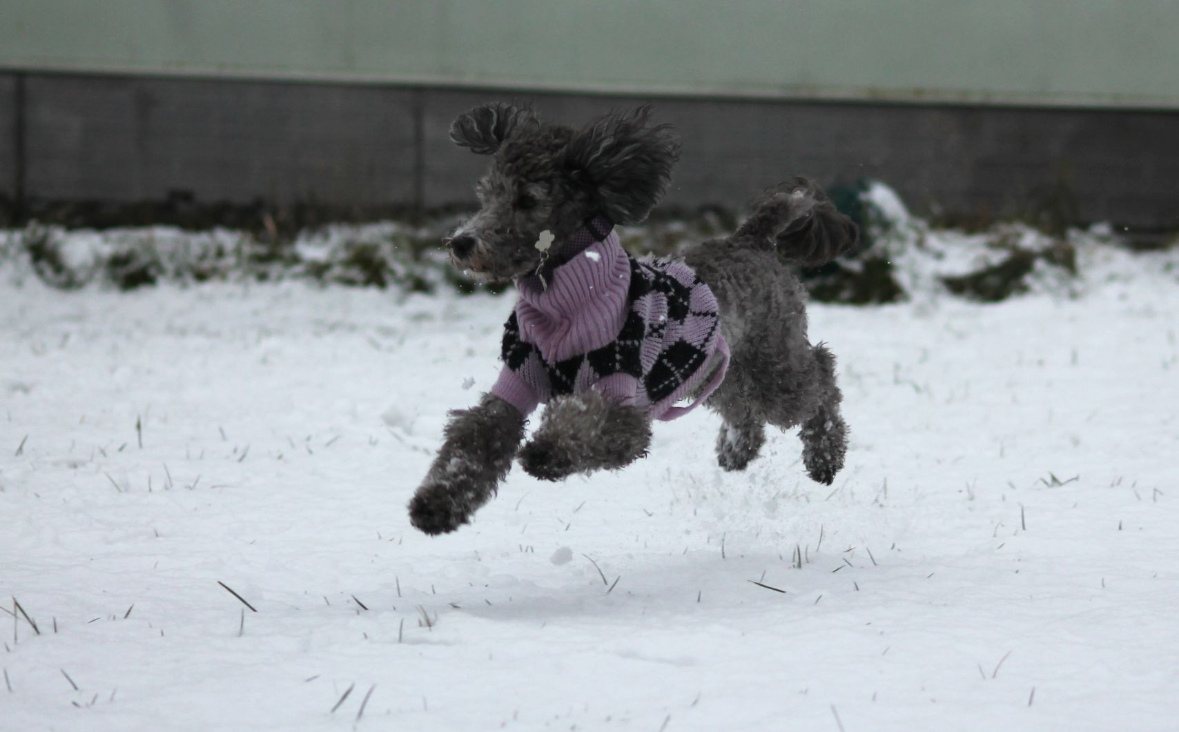 Pudel genießt den Schnee