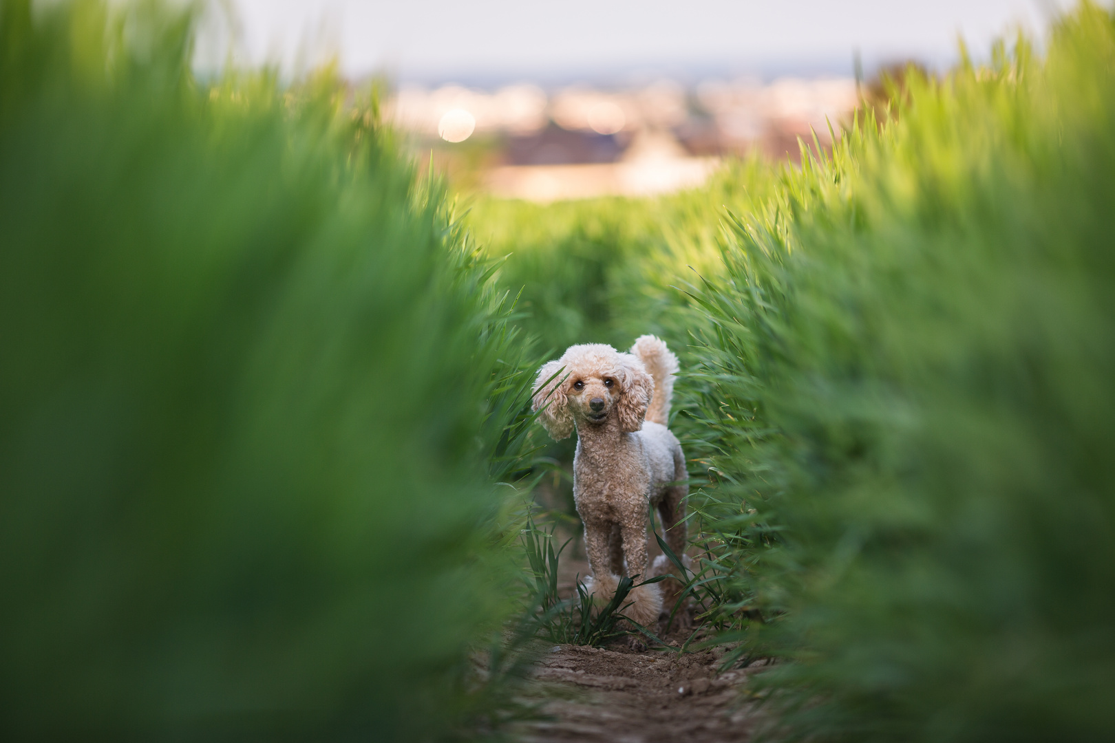 Pudel im Feld