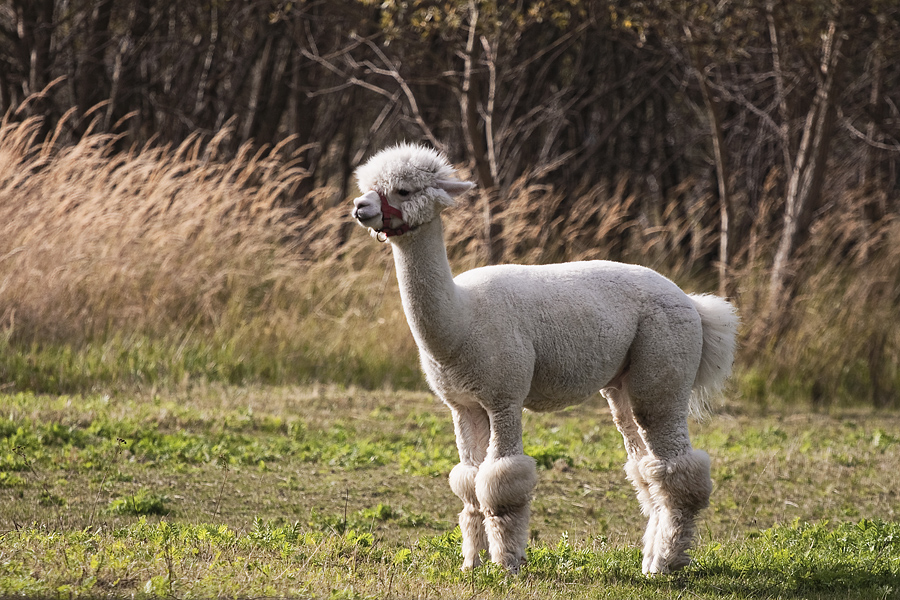 Pudel-Lama-Alpaka ...