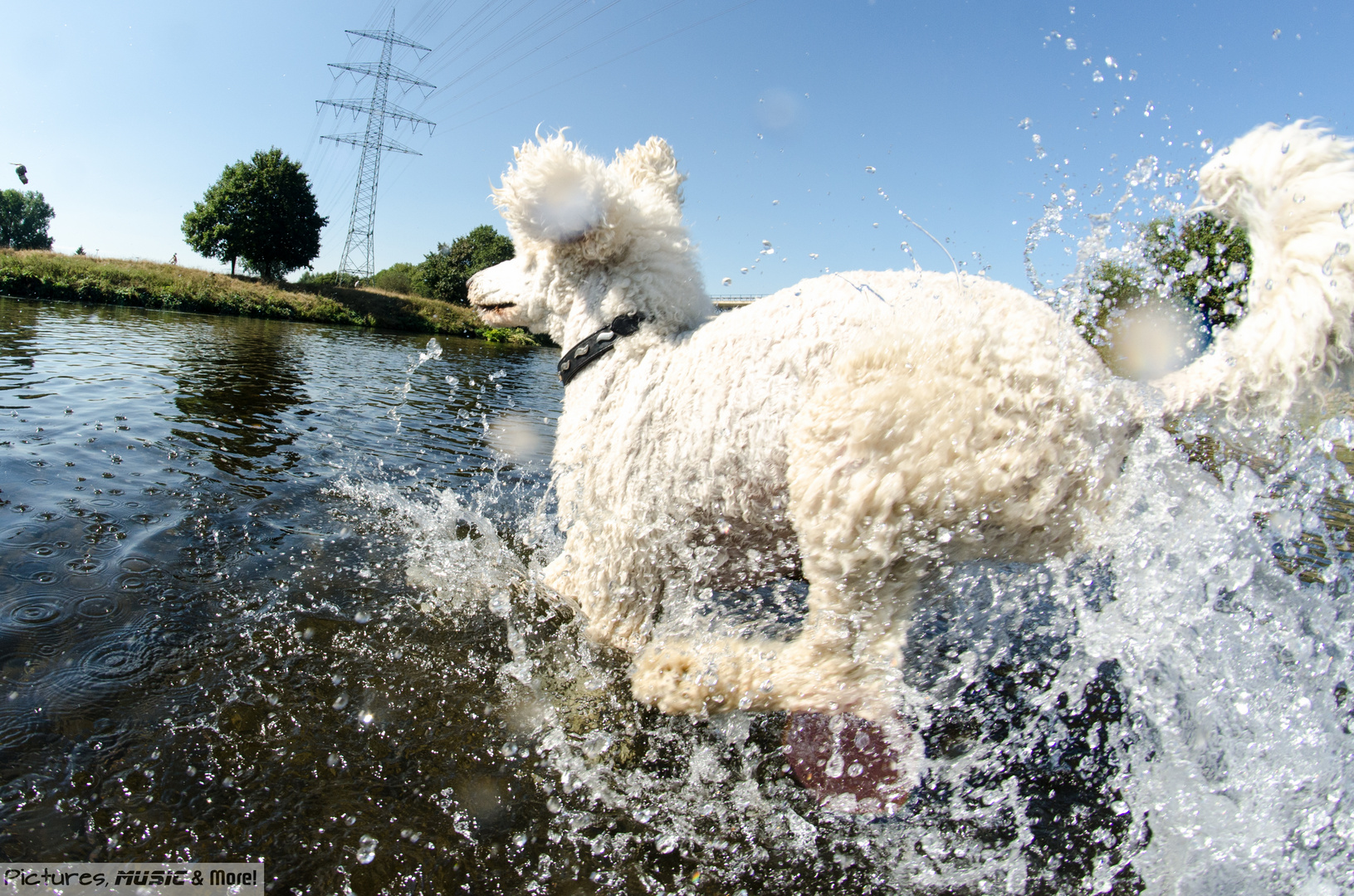 Pudel-Wasser-Action