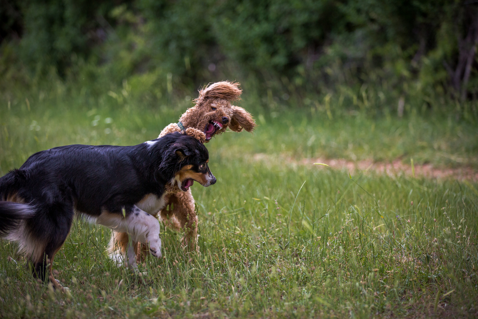 Pudel will spielen