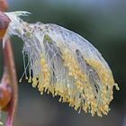 pudelnass oder: weidenkätzchen im regen......