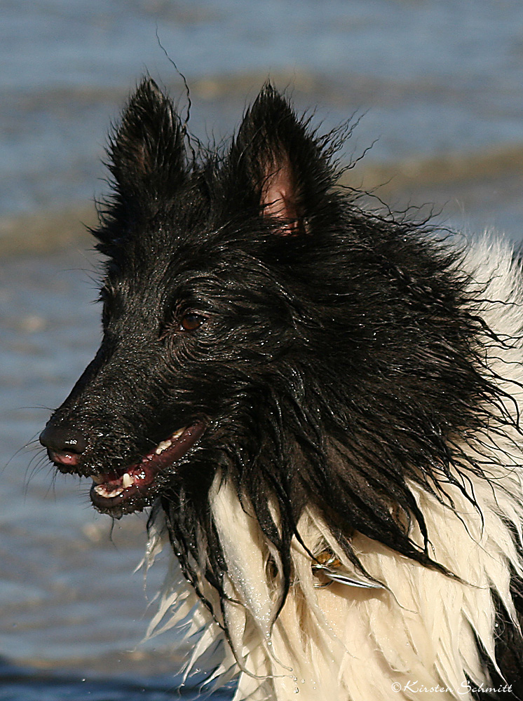 Pudelnasser Sheltie