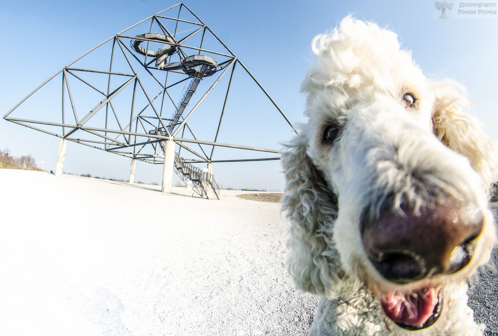 Pudelphotobomb am Tetraeder