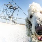 Pudelphotobomb am Tetraeder