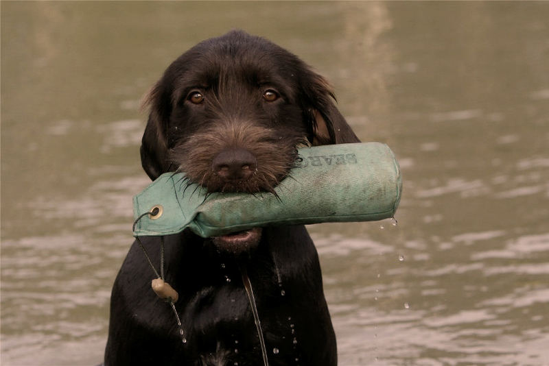 Pudelpointer beim Wasserapport