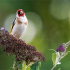 Pudelwohl schien sich der Distelfink auf der Buddleja-Rispe zu fühlen  .....