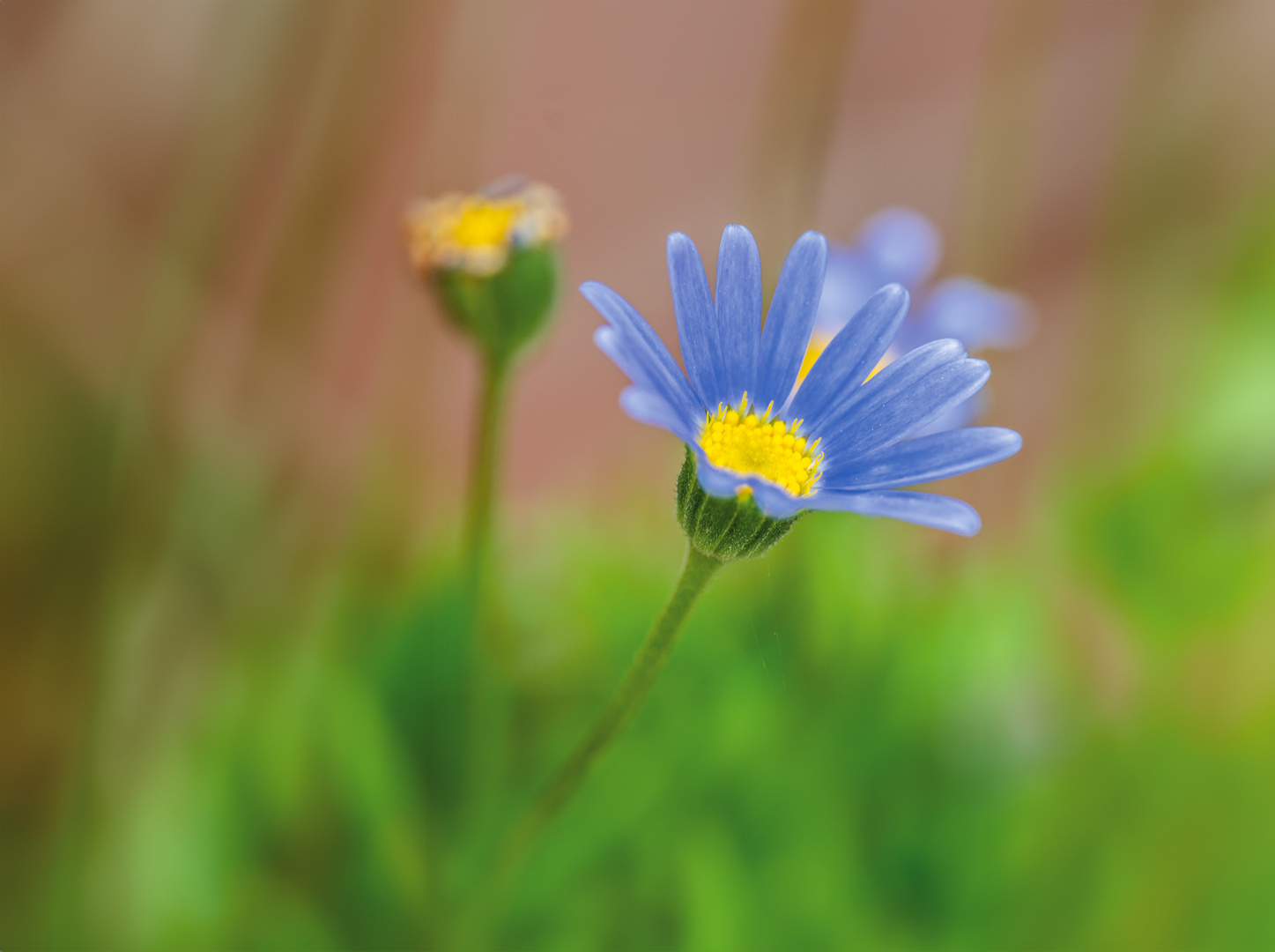 Puderblaue Marguerite