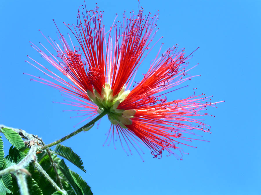 Puderquaste in der Kölner Flora im Sommer 03