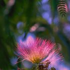 Puderquastenstrauch (Calliandra) II - Monet´s Garten/Giverny