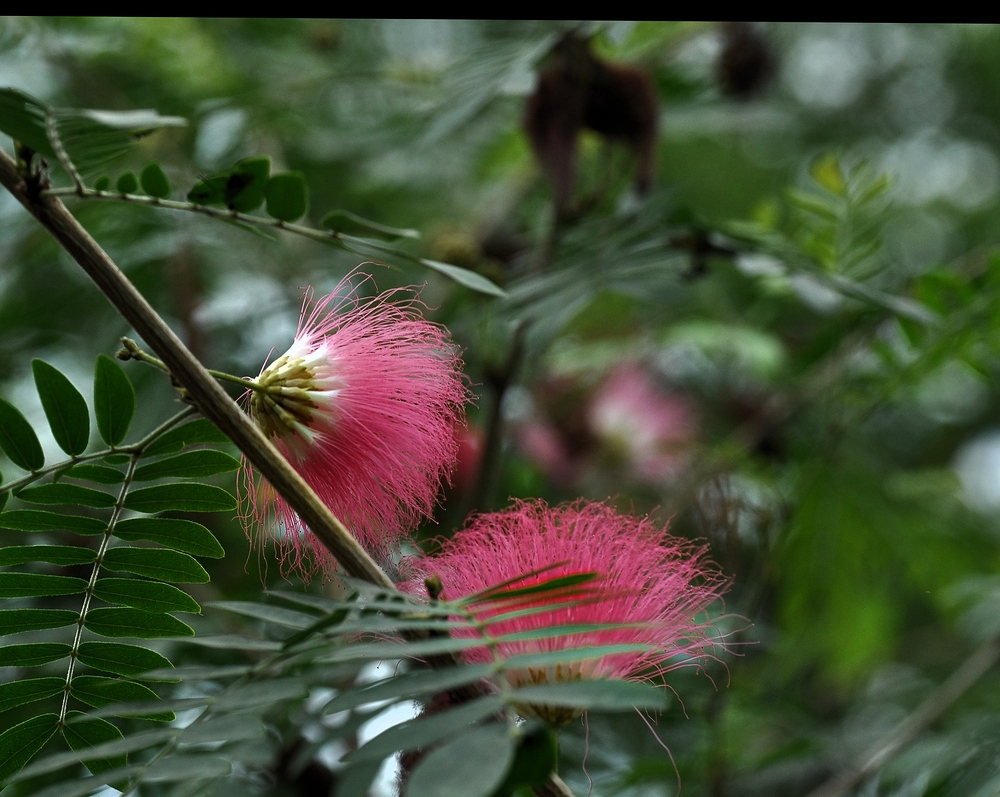 Puderquastenstrauch (Calliandra Tweedii)..............