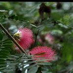 Puderquastenstrauch (Calliandra Tweedii)..............