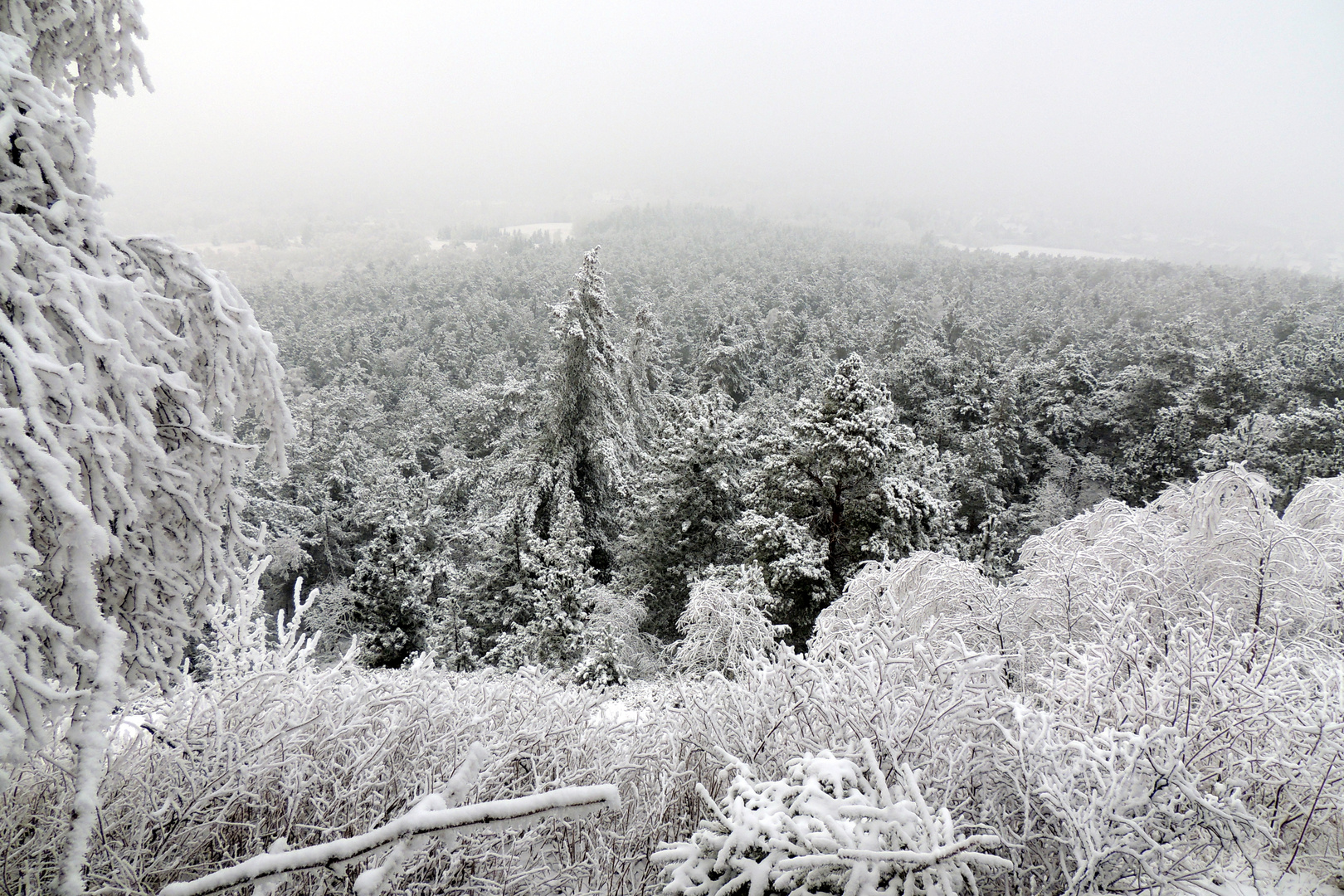 Puderzucker über dem Harzer Winterwald