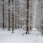 Puderzucker-Winterwald