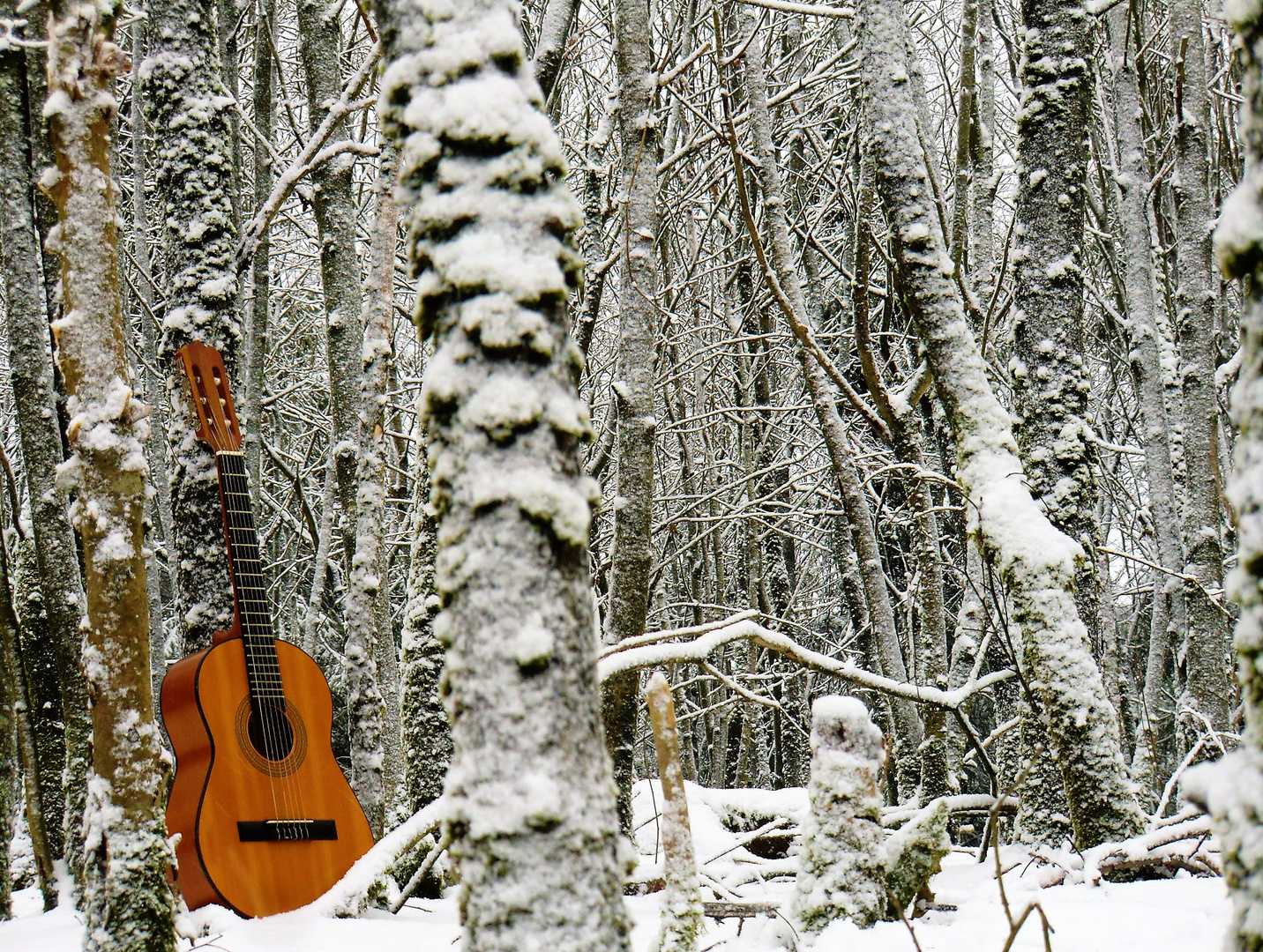 Puderzuckerwald