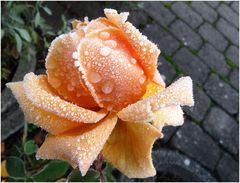 puder.zuckrig.frostige.eis.blume...