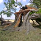 Pudo el viento