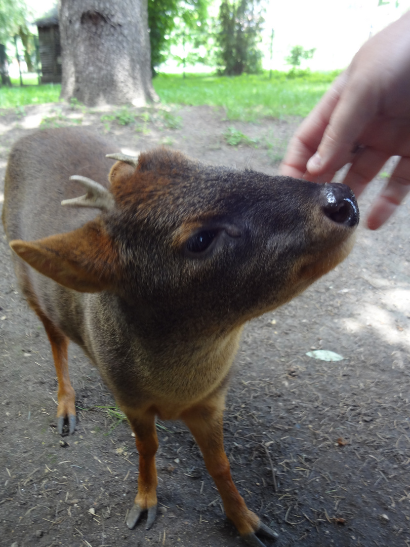 Pudu