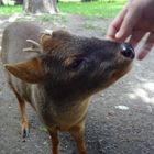 Pudu