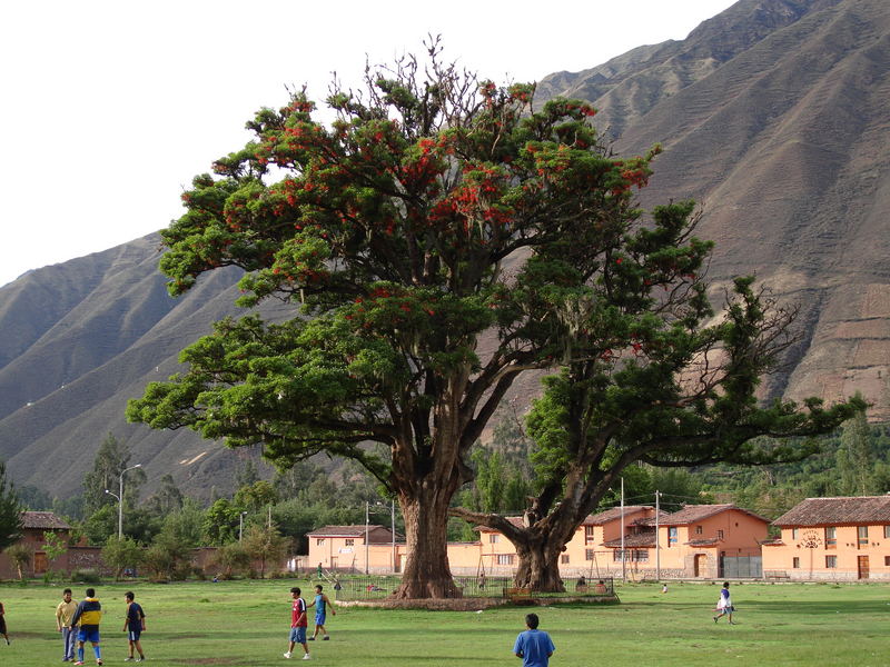 ¿ Puedo jugar? pregunto el Arbol...pero nadie podia oirle.