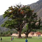 ¿ Puedo jugar? pregunto el Arbol...pero nadie podia oirle.