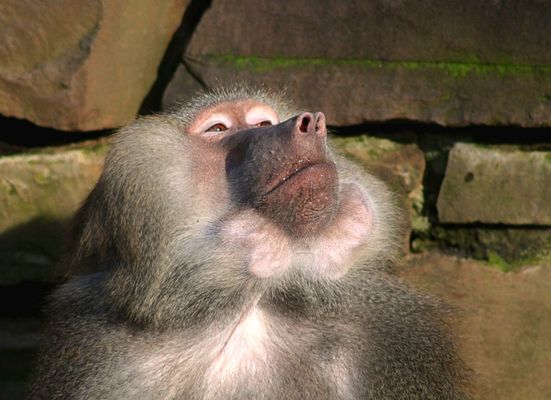Püh ihr könnt mich mal....-;))