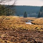 Püngelbachtal bei Monschau