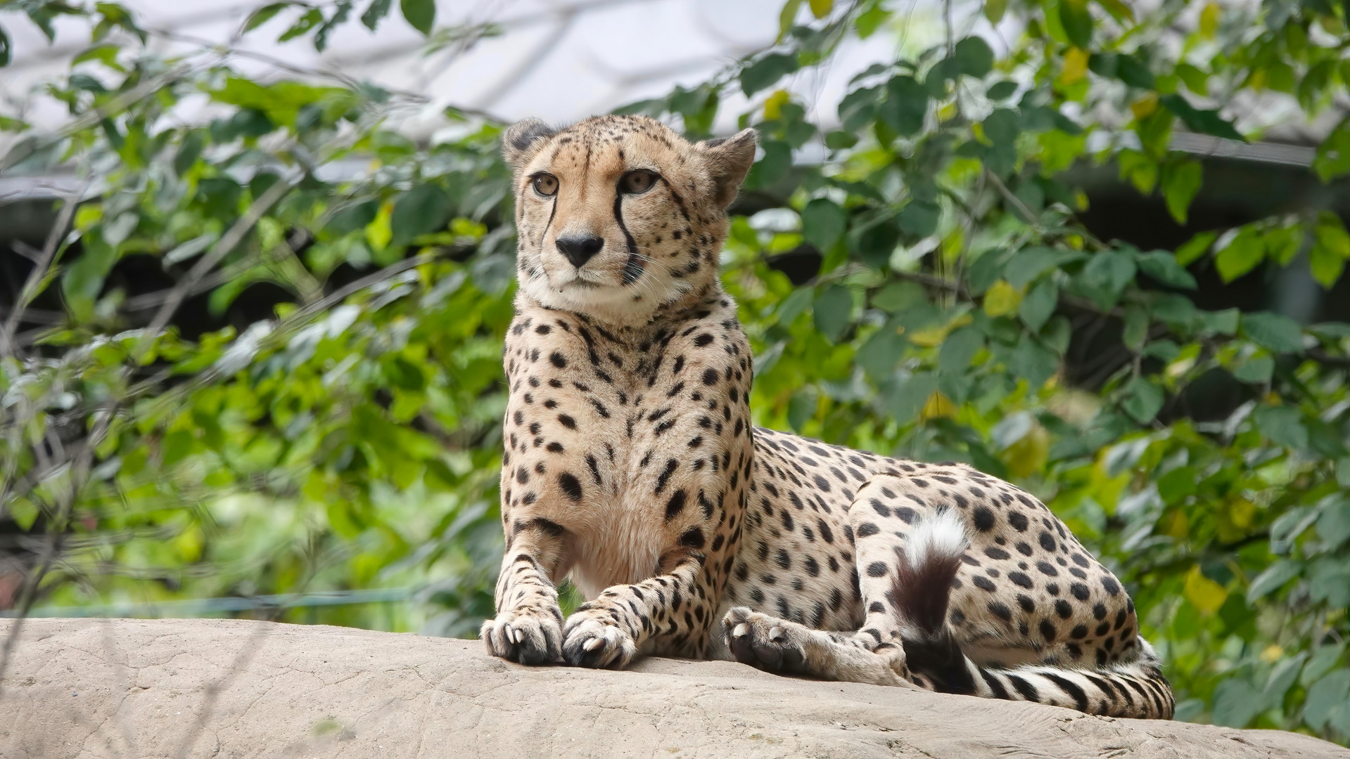 *Pünktchen* Foto & Bild natur, portrait, katzen Bilder auf