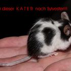 Pünktchen hat nen KATER!!!